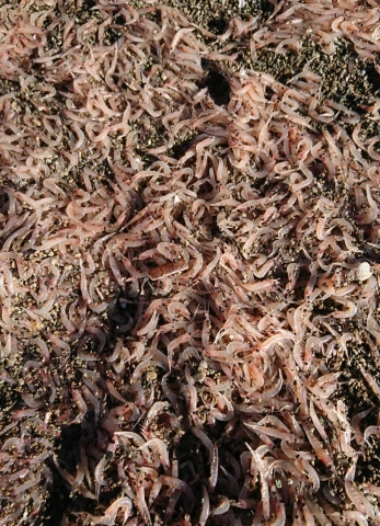 Krill del Mediterraneo spiaggiati nella Baia di San Montano